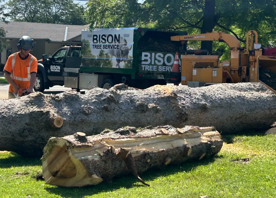 Bison crew beside large tree trunk sections